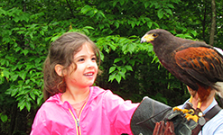 Birds of Prey