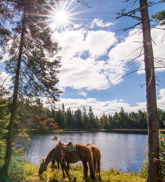 Horseback - Mont Tremblant