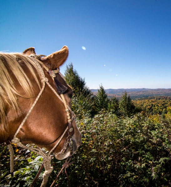 Horseback - Mont Tremblant