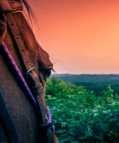 équitation laurentides - Horse Trail Ride - Mont Tremblant