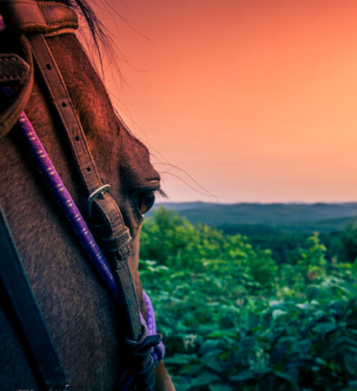 équitation laurentides - Horse Trail Ride - Mont Tremblant