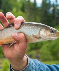 Wilderness Trapper Fishing - Tremblant