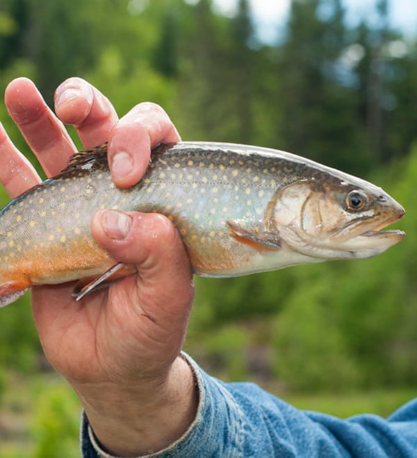 Pêche à la truite mouchetée en eau froide : mode d'emploi