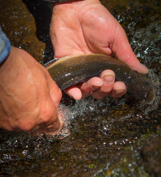 Wilderness Trapper Fishing - Tremblant