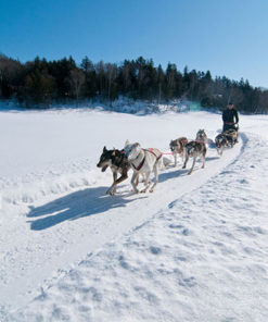 Dogsledding - Mont Tremblant