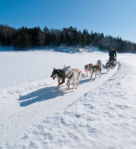 Dogsledding - Mont Tremblant