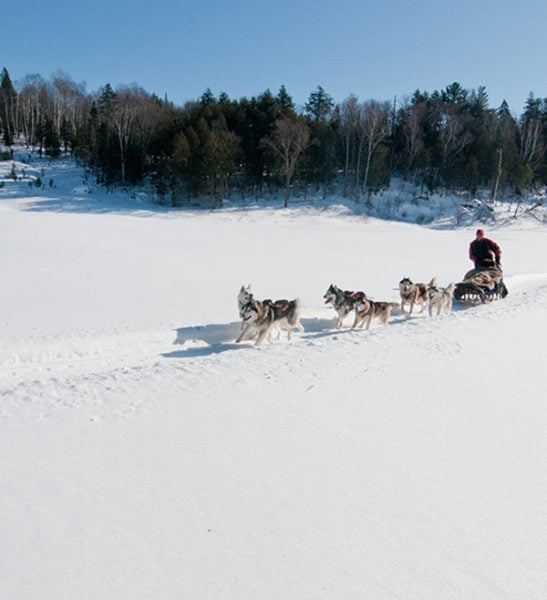 Dogsledding - Mont Tremblant