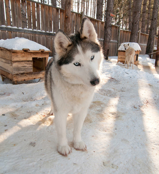 Dogsledding - Mont Tremblant