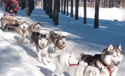 Dogsledding - Mont Tremblant