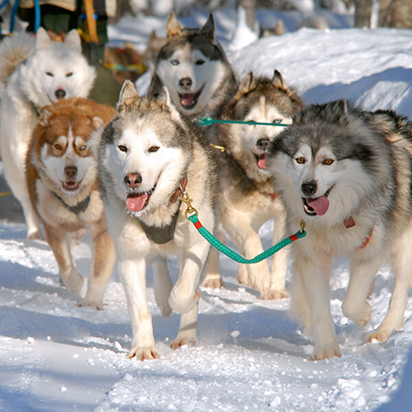 dogsledding_wolf_product2