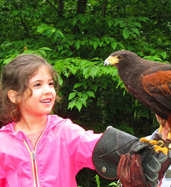 Birds of Prey - Mont Tremblant