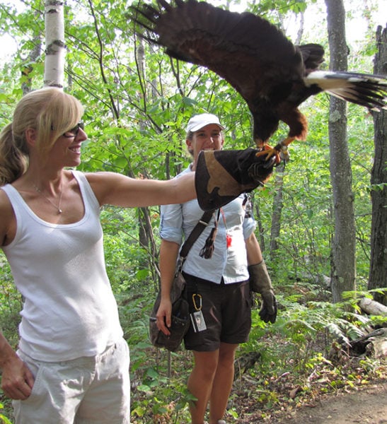 Birds of Prey - Mont Tremblant