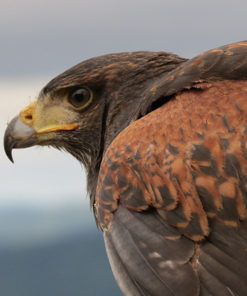 Apprenti fauconnier - Hawk Walk - Mont Tremblant