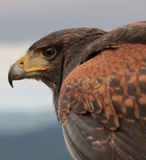 Apprenti fauconnier - Hawk Walk - Mont Tremblant