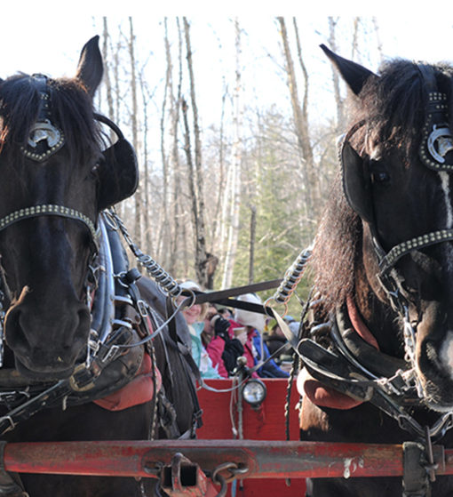 Horse drawn sleigh ride - Mont Tremblant