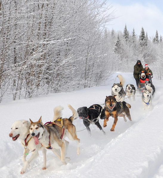Dog Sledding Montreal - Personalized Adventure - Mont-Tremblant