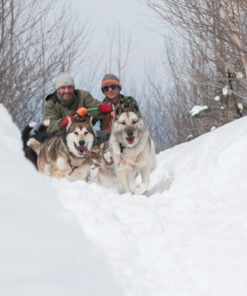 traineau à chien laurentides -