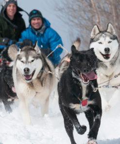 Dogsledding Adventure - Mont-Tremblant - Quebec