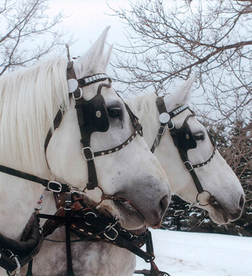 Private horse drawn sleigh ride - Mont Tremblant