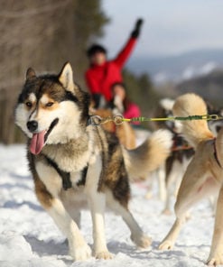 Dogsledding