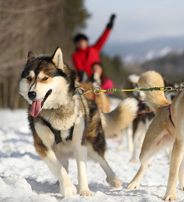 Dogsledding