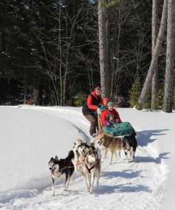 chien de traineau quebec -