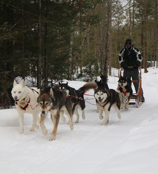 Dogsledding - Mont Tremblant