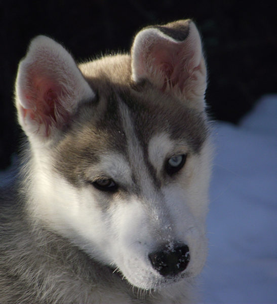 Dogsledding - Mont Tremblant