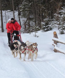 chien de traineau mont tremblant -