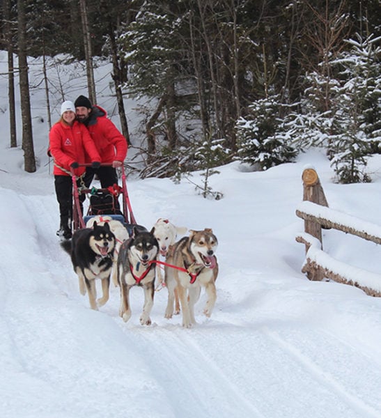 chien de traineau mont tremblant -