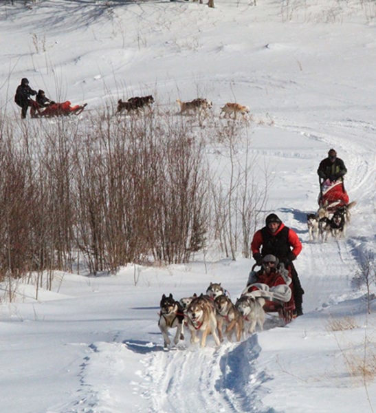 Dogsledding - Mont Tremblant