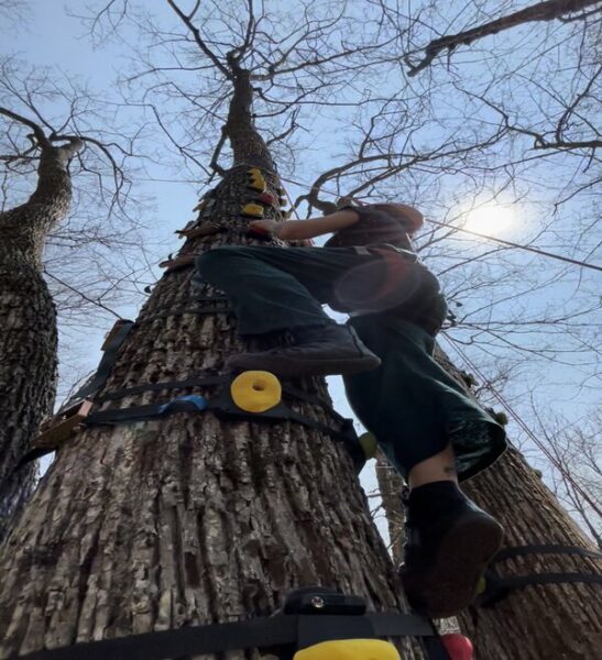Ziplines River Ziplines in the Trees (2h) MontTremblant Activity