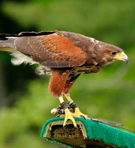 Oiseaux de proie Mont-Tremblant