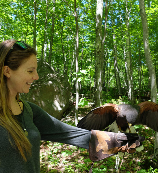Birds of Prey - Oiseaux de proie - Mont-Tremblant
