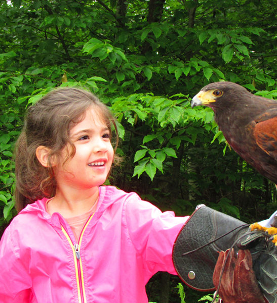 Birds of Prey - Oiseaux de proie - Mont-Tremblant