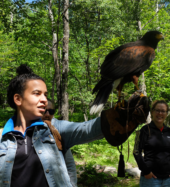 Birds of Prey - Mont-Tremblant