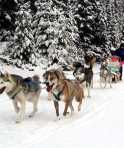 chien de traineau mont tremblant -