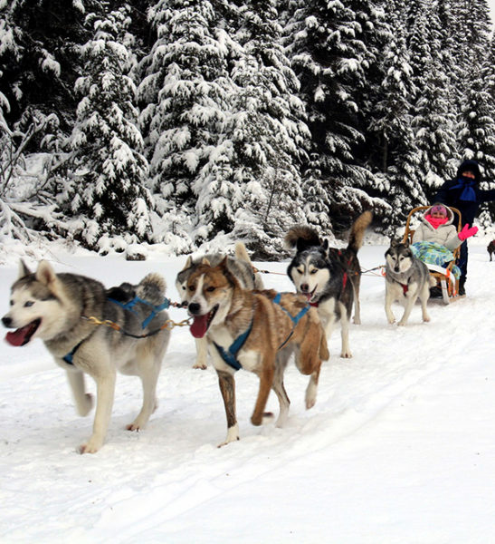 Nordic Adventure Dog Sledding - The Activity Centre - Mont-Tremblant