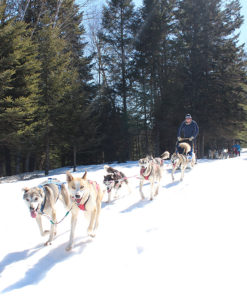 Dogsledding - Private Nordic Adventure - Mont-Tremblant