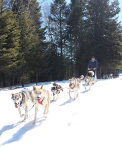 traineau de chien mont tremblant -