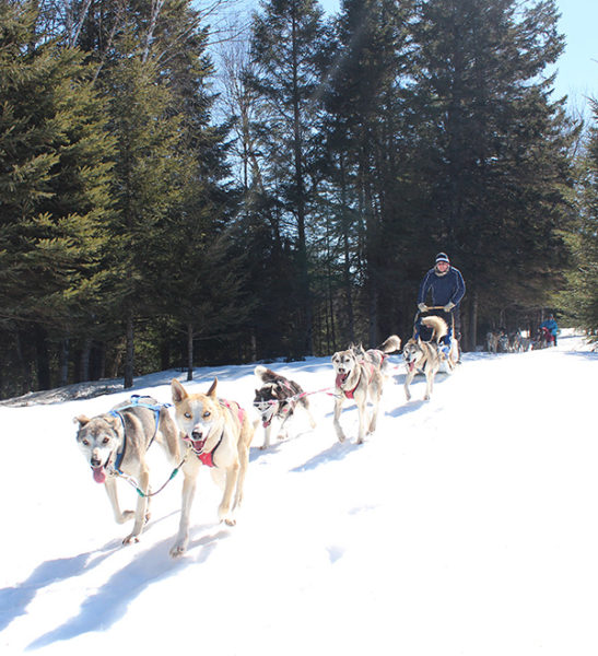 traineau de chien mont tremblant -