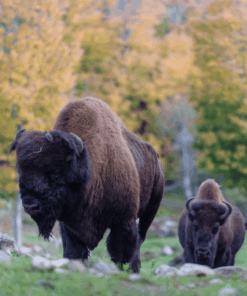 Bison & Sled Dog Kennel Visit (2-3h)