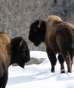 ferme de bison quebec