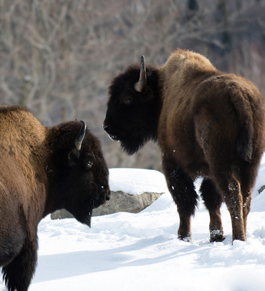 ferme de bison quebec