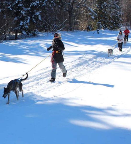 Snowshoe Montreal Snowshoe Joering with Dogs MontTremblant