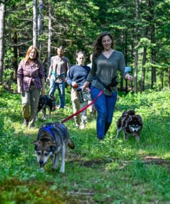 randonnée chien - Sled Dog Hiking