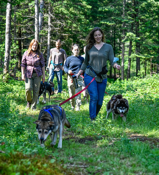 Randonnée chien - Sled Dog Hiking - Mont Tremblant