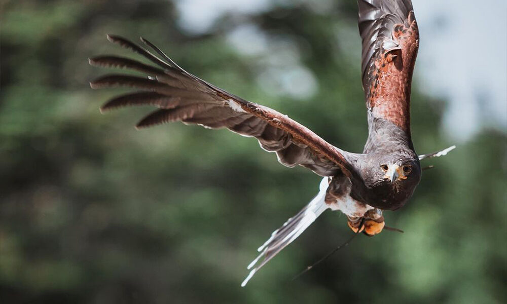 hawk walk - falconer hike