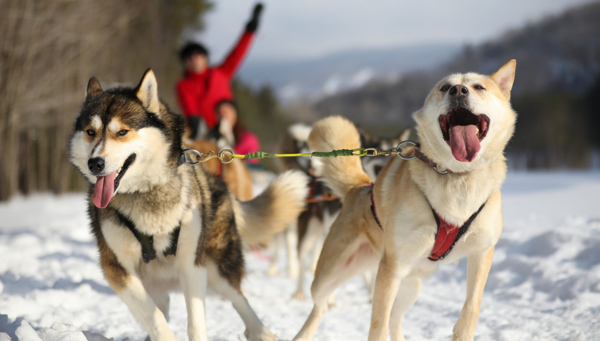 Thrilling Activities - Diable Dogsledding - Mont Tremblant