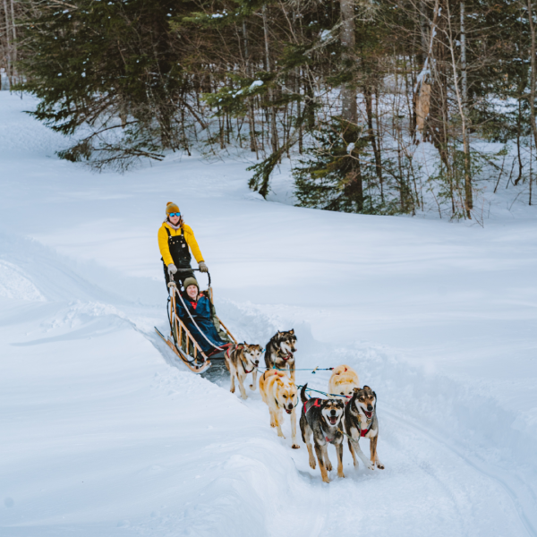 Dogsledding Upper Laurentians Mont-Tremblant Activity Centre, Quebec